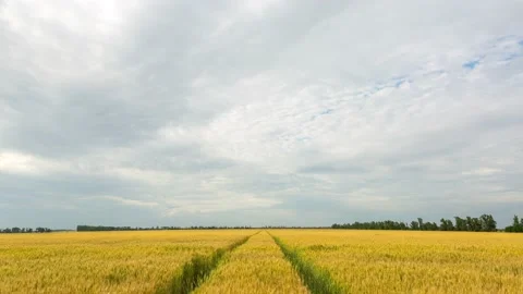 A large field of wheat and the road on it, beautiful clouds, timelapse, 4k Stock Footage 133182704