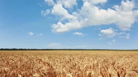 Large field of wheat Stock Footage