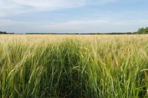 Large field of wheat Stock Photos