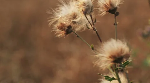 Large field of wheat ready for harvest Stock Footage 55824731