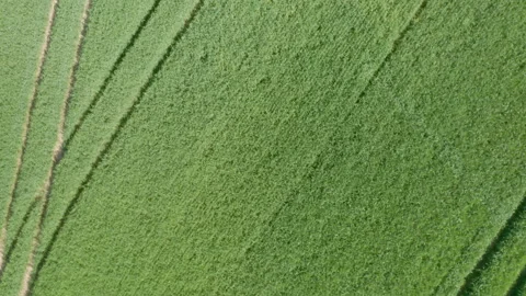 Large field with wheat, rye and barley. Stock Footage 232424921