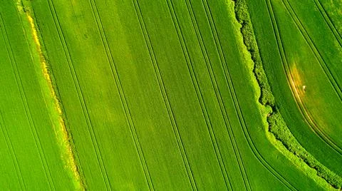 Large field with wheat, rye and barley. Stock Photos