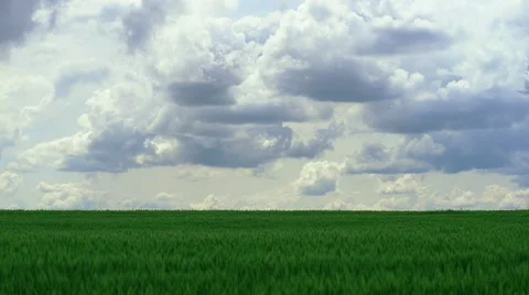Large field of the wheat under the massive clouds Stock Footage 47855608