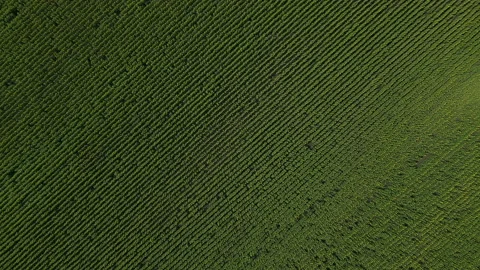 Large field on which sunflowers are planted. Stock Footage 157346560