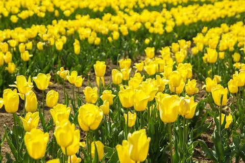 Large field of yellow colored tulip flowers Foto stock