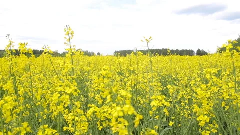 A large field of yellow flowering rape against the background of the forest Stock Footage 113052421