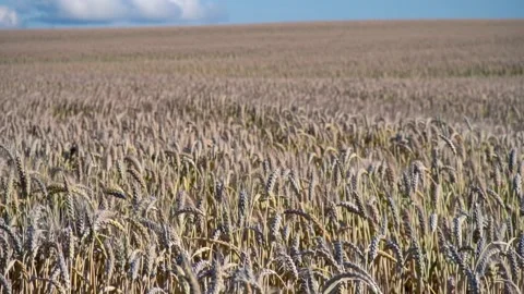 Large field of yellow wheat in the sun's rays Stock Footage 304534543