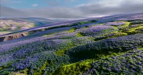 Large Fields And Mountain Covered With Lupine Flowers In Iceland, Aerial Video stock 252065111