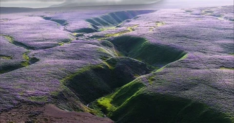 Large Fields And Mountain Covered With Amazing Lupine Flowers In Iceland, Ae Stock Footage 252065184