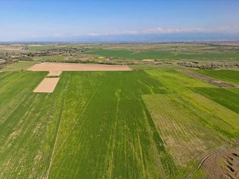 Large fields of crops and grazing animals. 스톡 사진