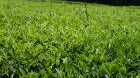 Large Fields with Green Tea Bushes Stock Footage 290075558