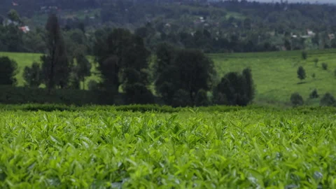 Large Fields with Green Tea Bushes Video stock 290075819