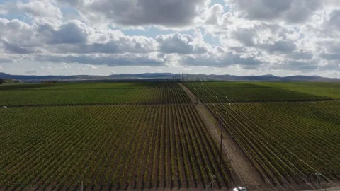 Large fields of industrial grapes for wine production extend beyond the skyline. Stock Footage 270058887