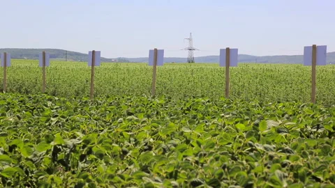 Large fields of soybean and green peas. Signs that say about the variety of Stock Footage 91722445