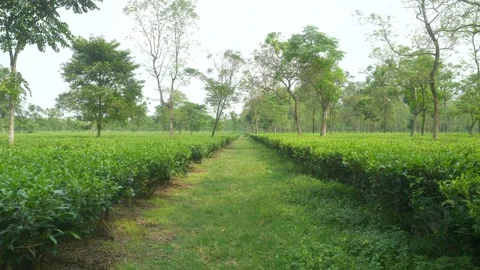 Large fields of tea estate garden on the foothills of Darjeeling, Static shot Stock Footage 301384528