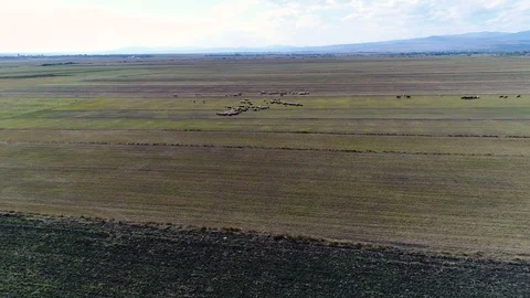 Large Fields/Steppe and Cattle, Kars, Turkey Stockbeeldmateriaal 100466042