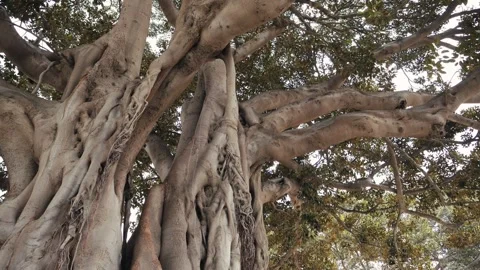 Large fig or banyan tree or ficus benjamina with large trunk and green leaves in Stock Footage 321950144