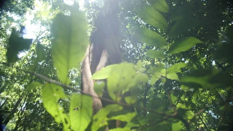 Large Fig Tree Through Undergrowth Foliage Stock Footage 195279023