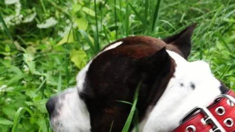 A large fighting dog eats green grass. She looks at the camera. Stock-Footage 311325781