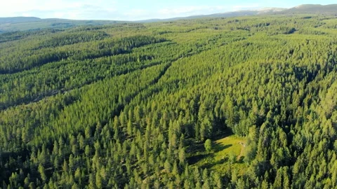Large fir forest Video stock 244640711