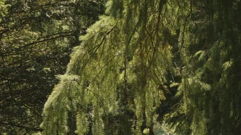 Large fir tree blowing in the wind in slow motion scenery stock footage Stock Footage 337935248