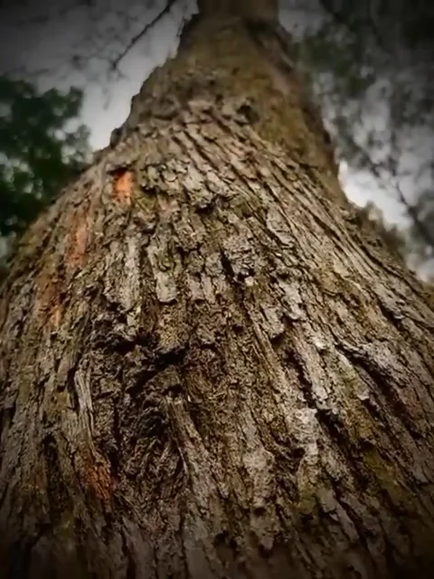 A large fir tree in a lush Stock Footage 278080208