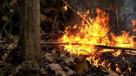A large fire burned dry leaves and twigs in the garden Stock-Footage 289782036