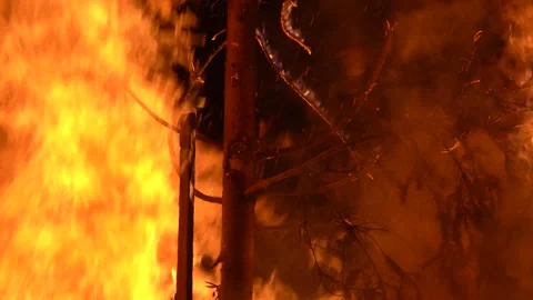 A large fire with a burning fir tree in the middle Stock Footage 241211613