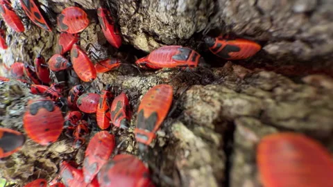 Large Firebug Colony Crawling on Rough Tree Bark, Macro Close-Up Stock Footage 341812246
