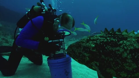 Large fish biting divers hand under the sea in slow motion Video stock 81230670