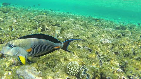 Large fish blue bright swim in the red sea near the corals 库存影片 183436712