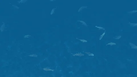 Large fish into the blue waters, 4K Video stock 157964955
