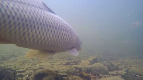 Large fish carp in muddy river swiming up streem Vidéo 79700466