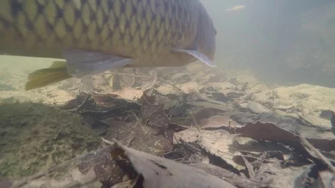 Large fish carp slowly swims by muddy river Stock Footage 79485680