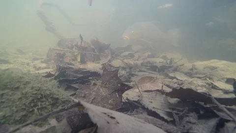 Large fish carp slowly swims over camera muddy river Stock Footage 79485785