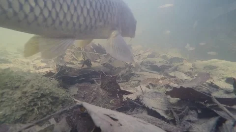 Large fish carp slowly swims over top of camera muddy river Stock Footage 79485859