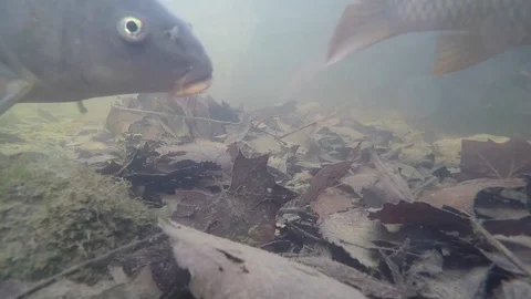 Large fish carp slowly swims around camera muddy river Stock Footage 79485989