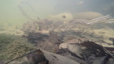 Large fish carp slowly swims by in muddy river Stock Footage 79485998