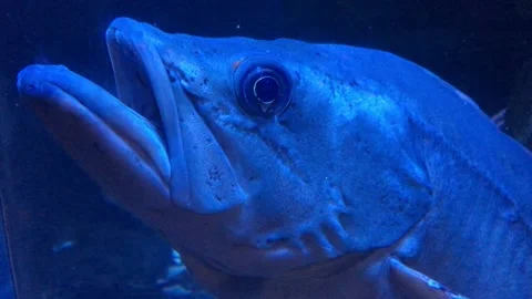 Large Fish Close Up Video stock 171436235
