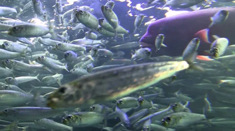Large fish comes at the camera through school Stock Footage 36058931