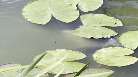 Large fish disturbing pond surface close up Stock Footage 336816834