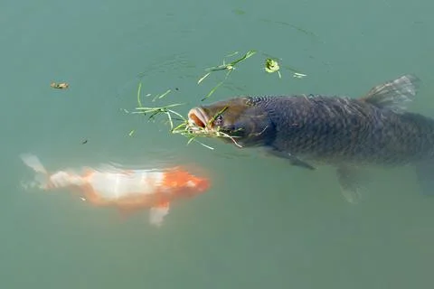 Large fish eats floating grass in calm green water Stock Photos