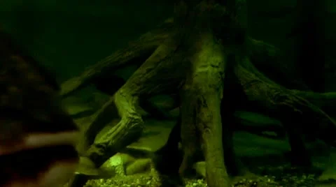 Large fish Stock Footage 10560539