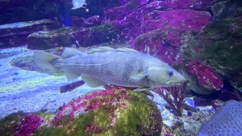Large fish gliding through clear water, surrounded by colorful rocks and corals Stock Footage 338179152