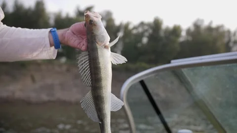 A large fish in the hands of a man Stock Footage 204783428