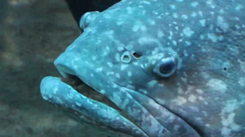 Large fish head Stock Footage 52349512