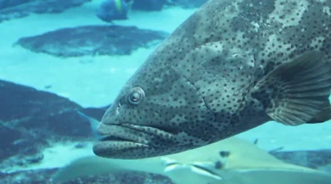 A large fish head Stock Footage 52349680