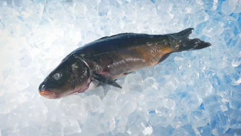 Large Fish On Ice Fresh Catch 스톡 동영상 135945568