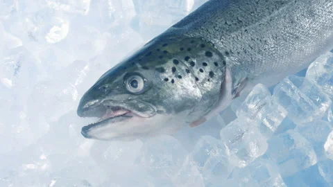 Large Fish On Ice At Supermarket 스톡 동영상 137133395