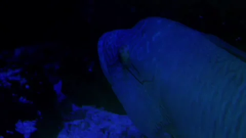 Large fish with intricate patterns swims gracefully through dark blue waters Stock Footage 344533880